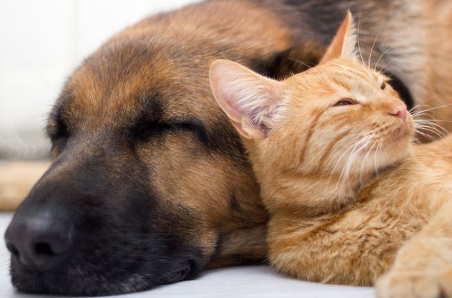 Forskning om hund- och katthälsa får 4,6 miljoner