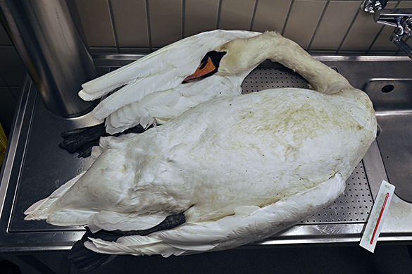 Döda svanar i Stockholm hade fågelinfluensa