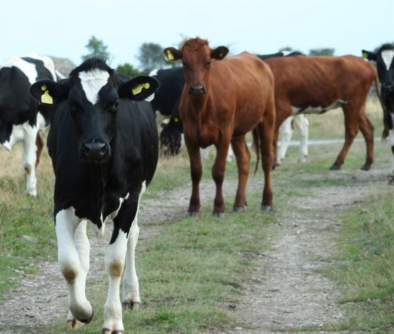 Agria ger 1,4 miljoner till lantbrukets djur