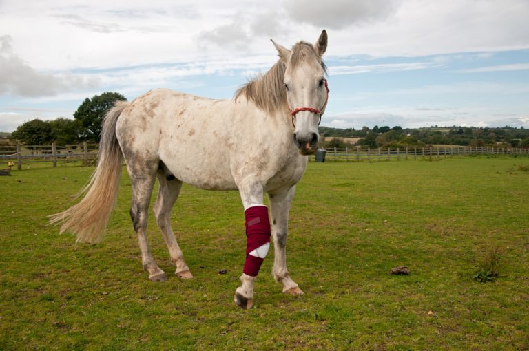 Lägre kortisondos räcker för skadad häst