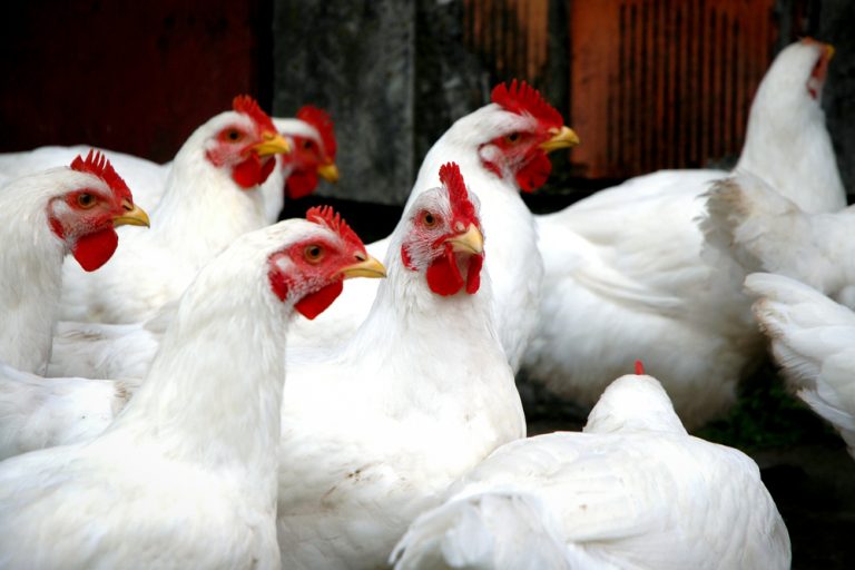 SLU får 3,75 miljoner till forskning om fjädermedicin