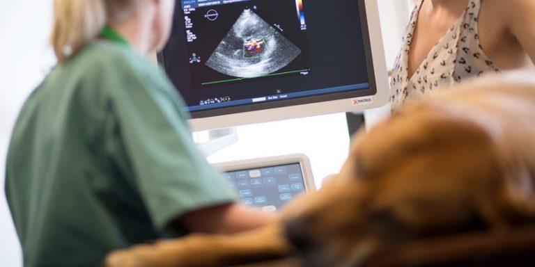 Albano satsar på 3D-ultraljud av hjärtan