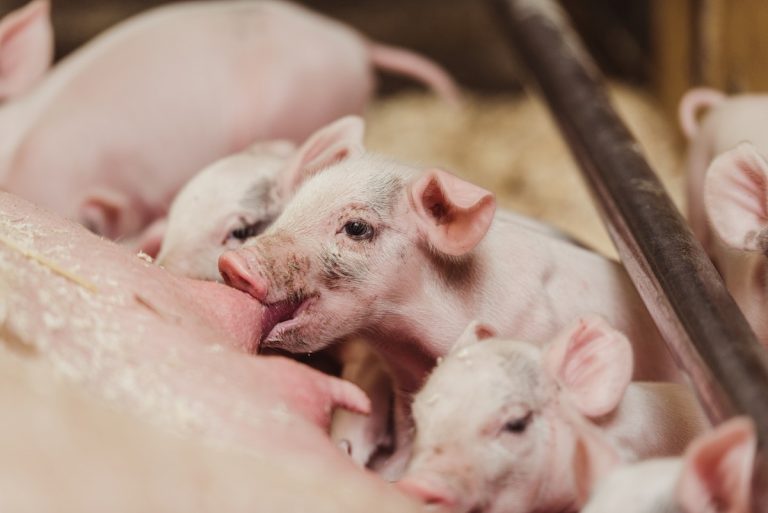 Kritik för förslag om grisuppfödning