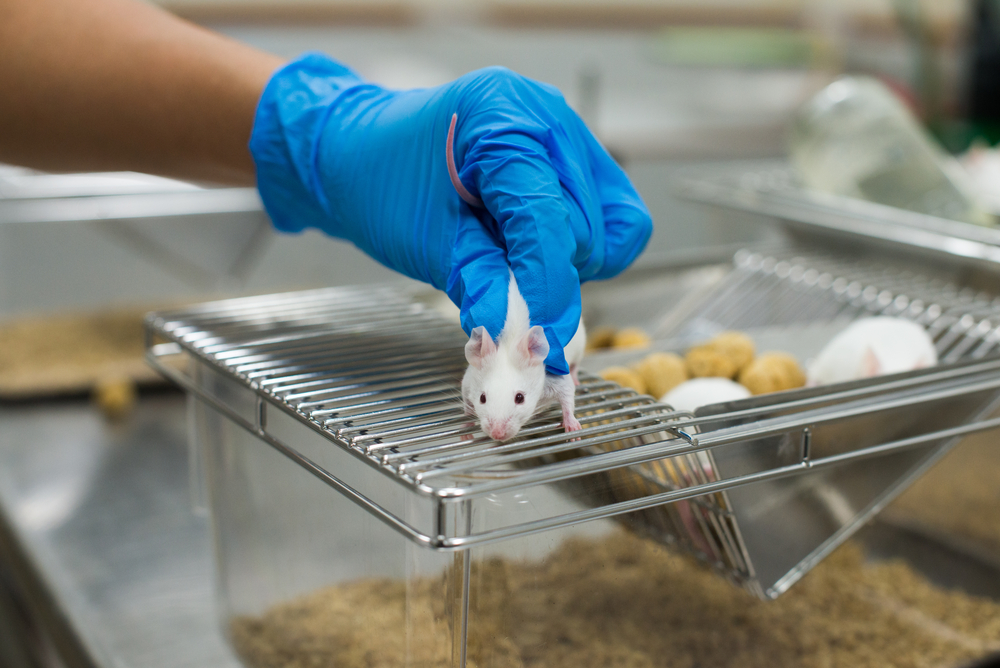 Чистая линия мышей. Лабораторные мыши. Лабораторная крыса. Мыши в лаборатории. Опыты на мышах.