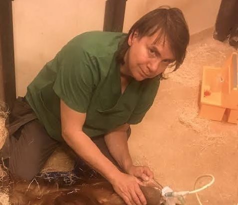 Veterinärens hårda jobb för orangutangen