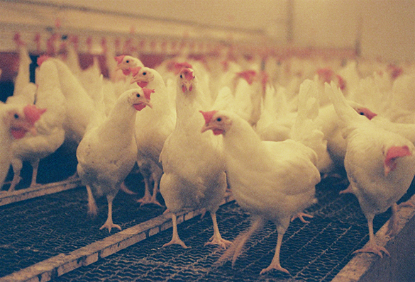 Fågelinfluensa i Skåne – 18 000 djur avlivas
