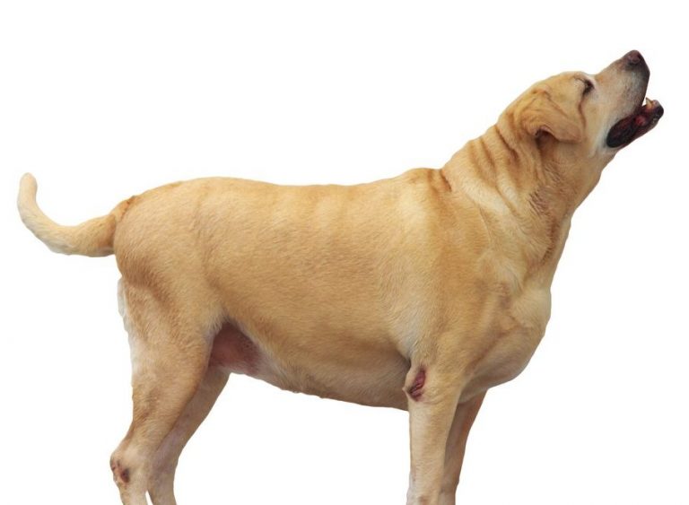 Hundens hull avspeglas i urinprov