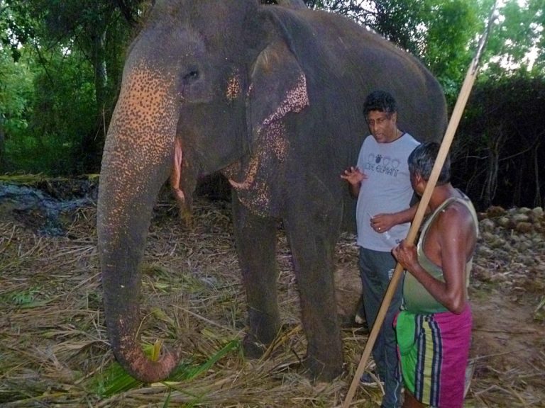 Sri Lankas elefanter skriker efter veterinärer
