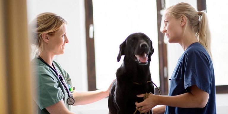 Bättre möjlighet att behandla cancer hos hundar
