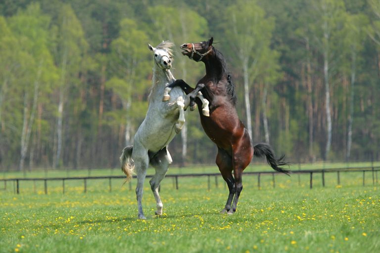 Hemorragisk stroke vanligt hos häst