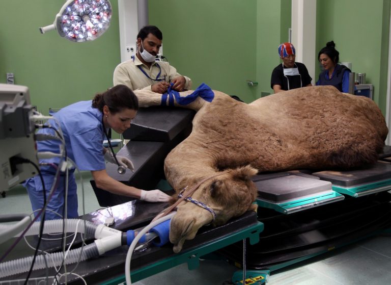 Första sjukhuset för kameler öppnat