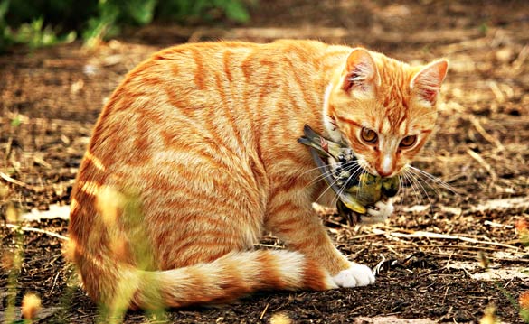 Många fall av salmonella hos katt