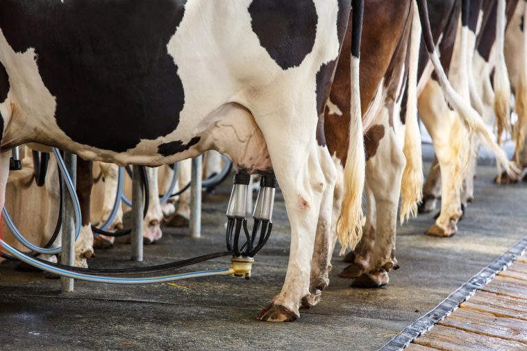 Vaccin mot mastit hos kor på väg