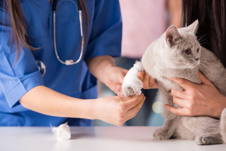 18 nyanlända veterinärer utbildas till djursjukskötare