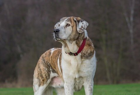 Forskning som ger kunskap om både människa och hund