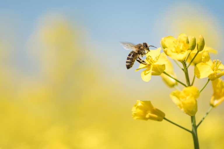 Nu står det klart: Bekämpningsmedel skadar bin