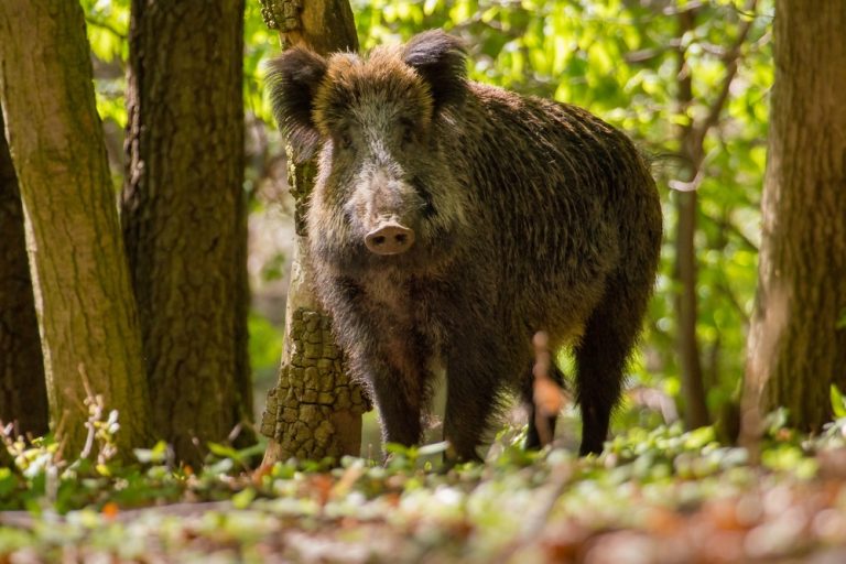 Oväntat fynd av afrikansk svinpest i Belgien