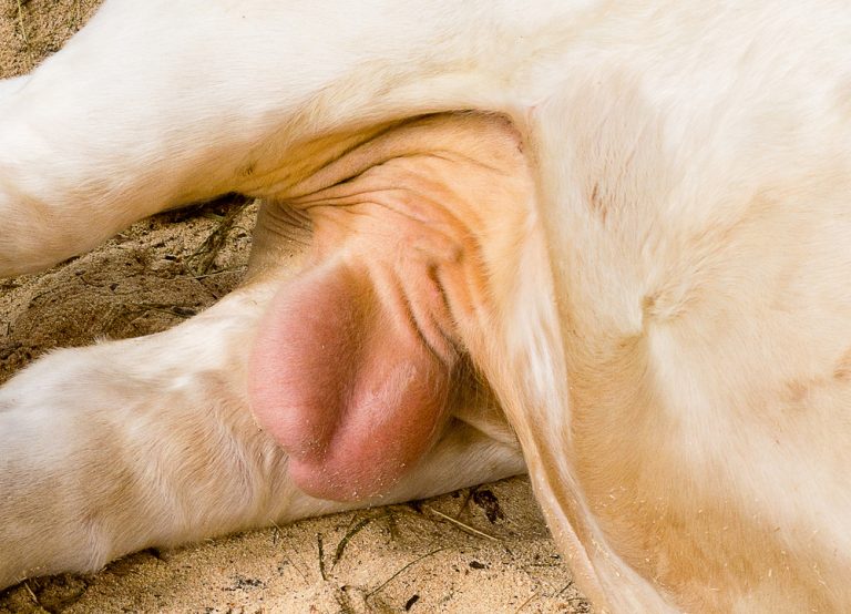 Seminalplasma kan skada livmoderslemhinnan hos kor