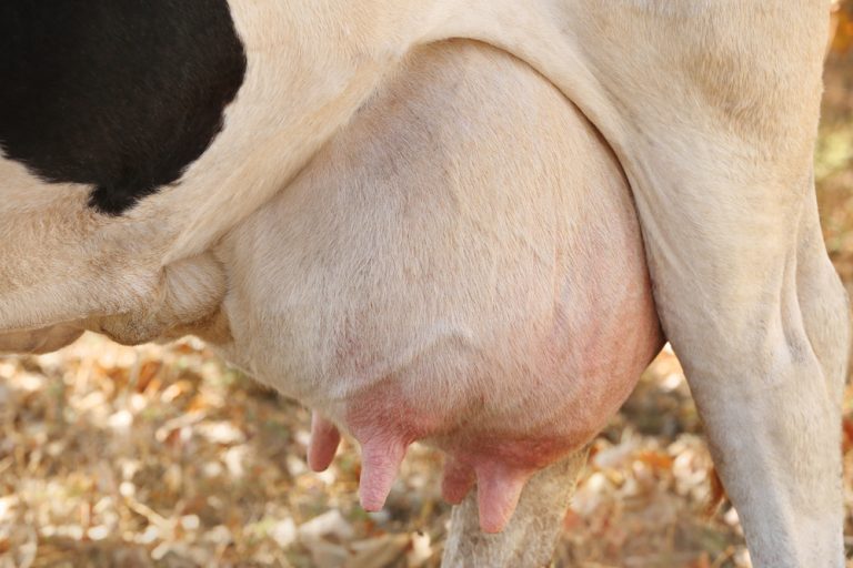 Nytt medel minskar mjölkproduktion hos kor vid sinläggning