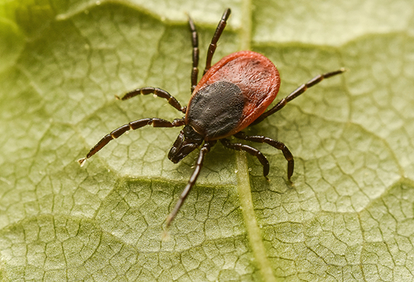 Säkrare metod att diagnostisera borrelia på gång