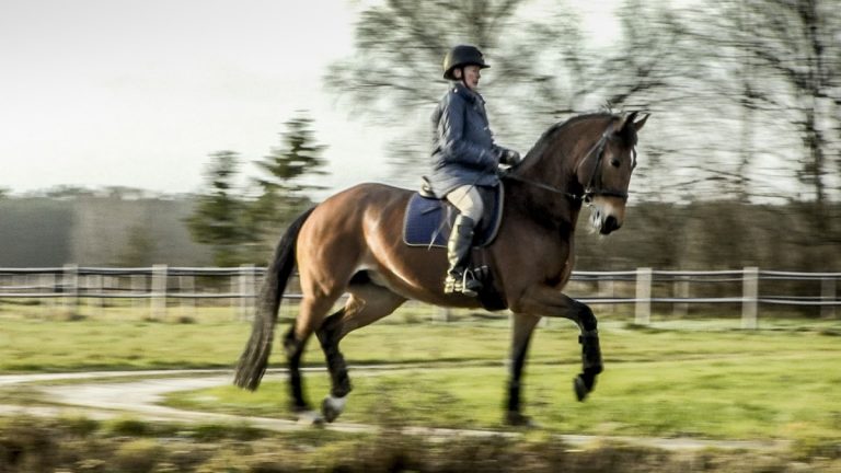 Ulla Håkanson ger miljonanslag till veterinär forskning