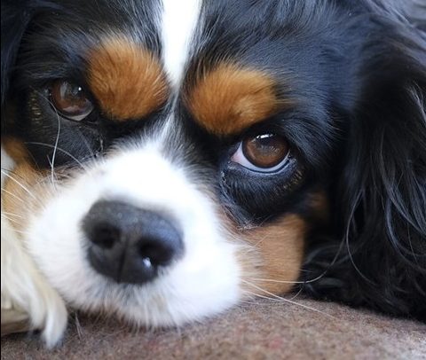 Högre serotoninhalt kan påverka hjärtklaffsjukdom hos hund