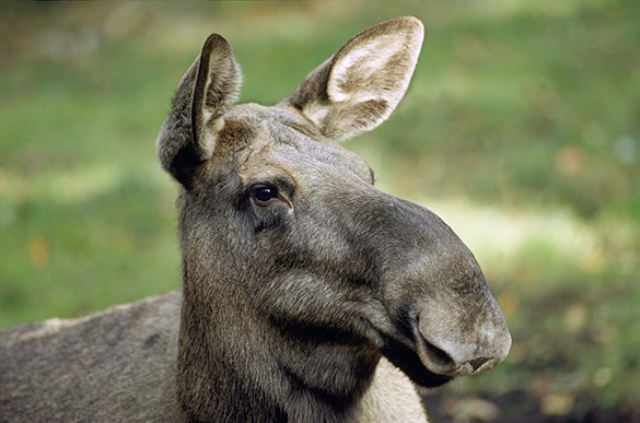 CWD upptäckt på älg i Norrbotten