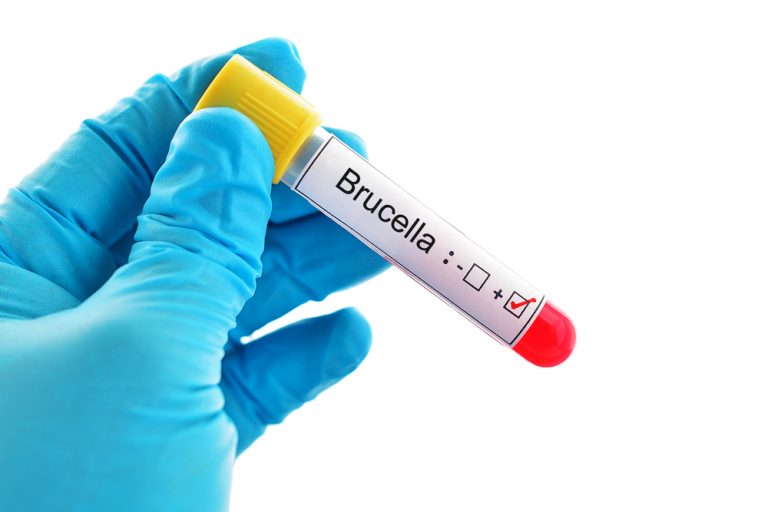 SVA-personal behandlas profylaktiskt för brucella-smitta