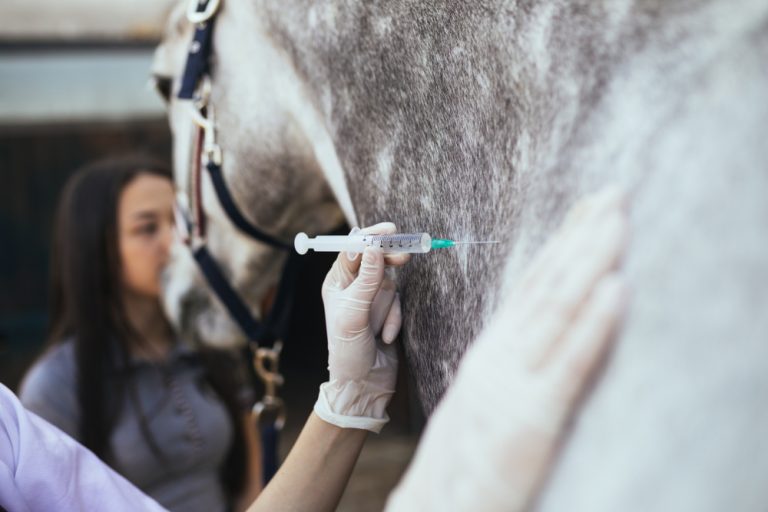 Snabbt lugnad häst minskar risken för veterinärer