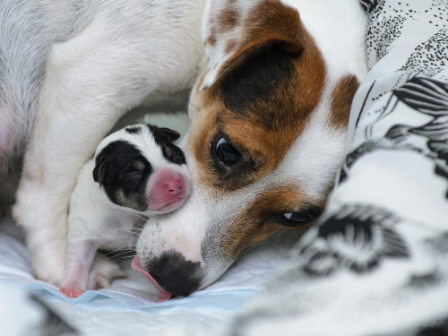 Sökes: biologisk markör för dräktighetsdiagnostik hos hund