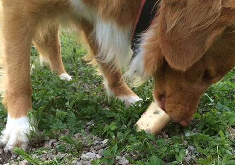 Rått kött till hund kan utgöra risk för människor