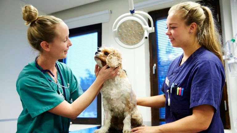 Branschrapport: Djursjukvården skriker efter kompetens