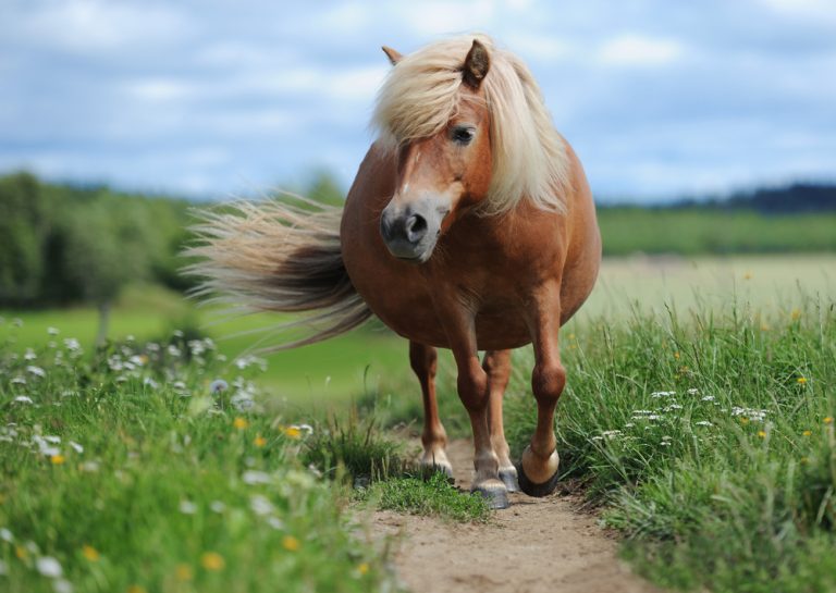 Miljögifter kan ge hästar metabolt syndrom