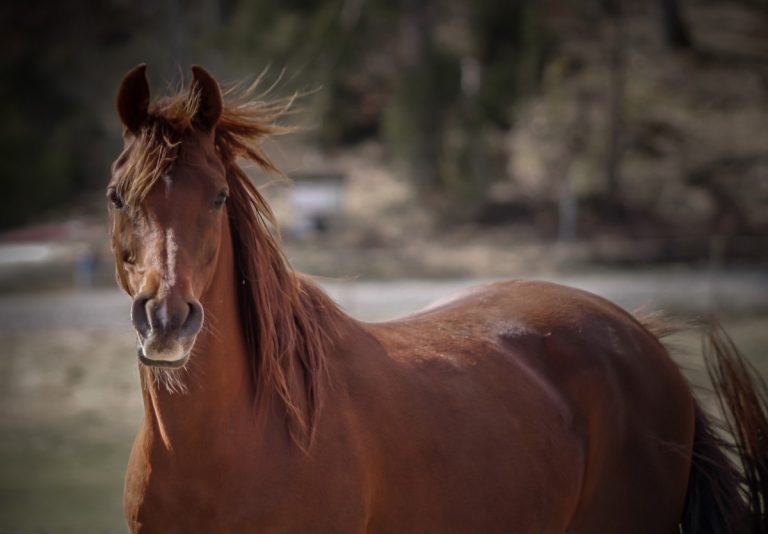 Optimerat kortisoltest gav säkrare diagnos på häst