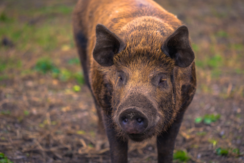 Möjligt minska infektionsspridning vid AI utan antibiotika