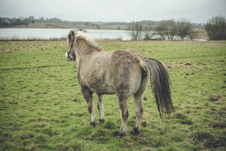 Hästar får skulden för norskt förorenat vatten