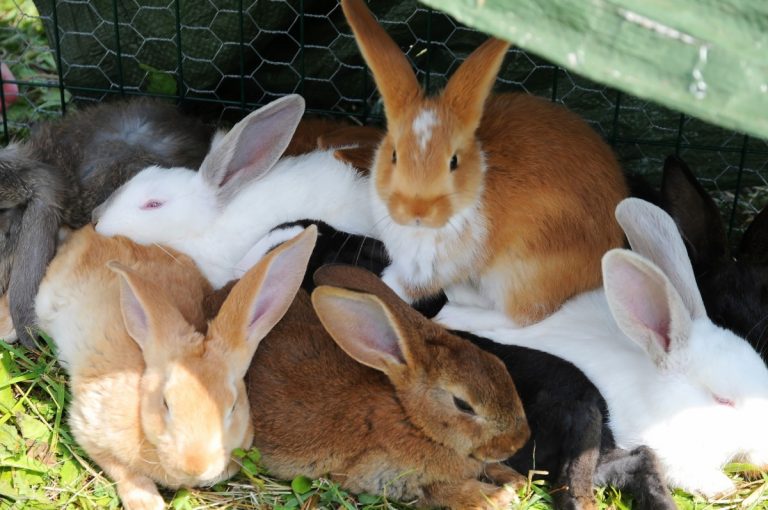 Nya krav på utrymmesmått för kaniner