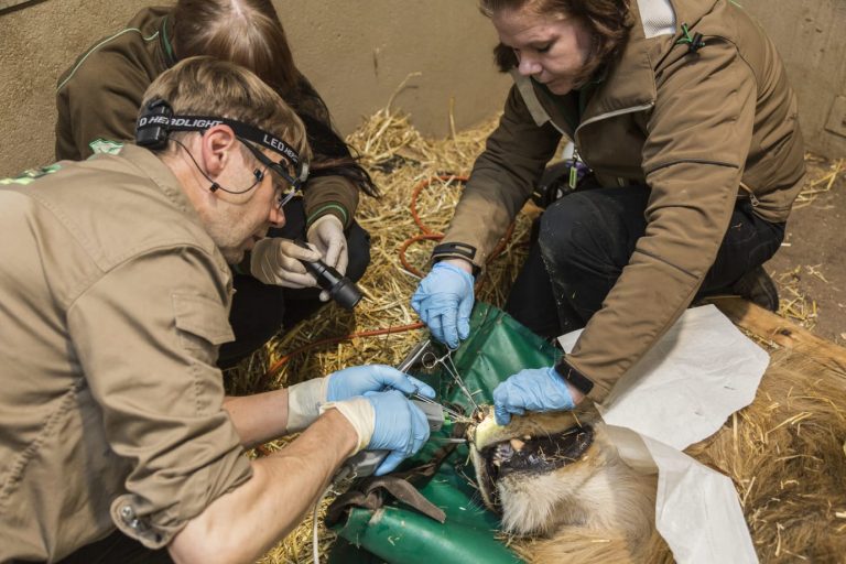 350 djurparksveterinärer samlas på Kolmården