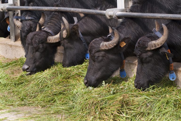 Sverige och Italien samarbetar om djurvälfärd