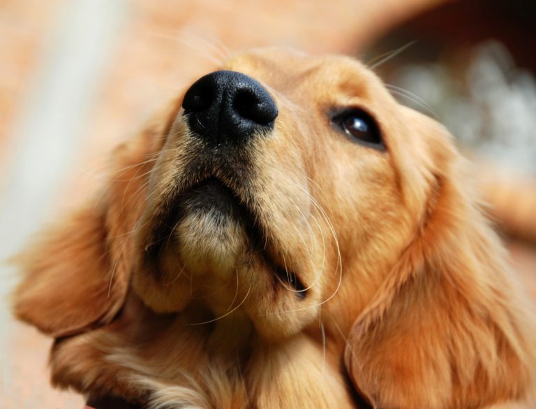 Hundar hittar bakterier hos människor med cystisk fibros