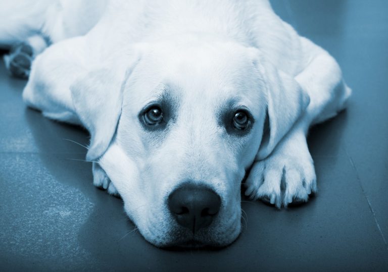 Ny diagnostik för kronisk njursjukdom hos hund