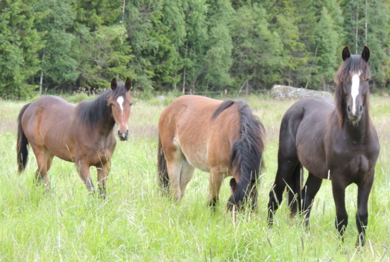 Resistensgen hittad hos tarmbakterier från hästar