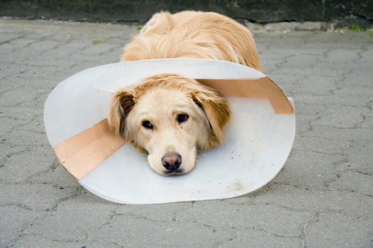 Postoperativa infektioner hos hundar dyrt för ägarna