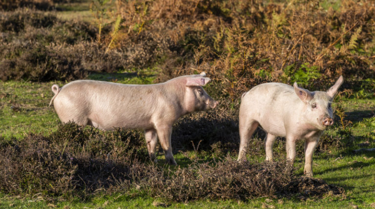 Kraftsamling kring nya antibiotikakriterier