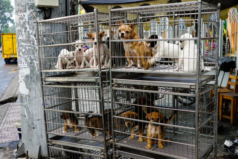 SVF fördömer återigen handeln med smuggelhundar