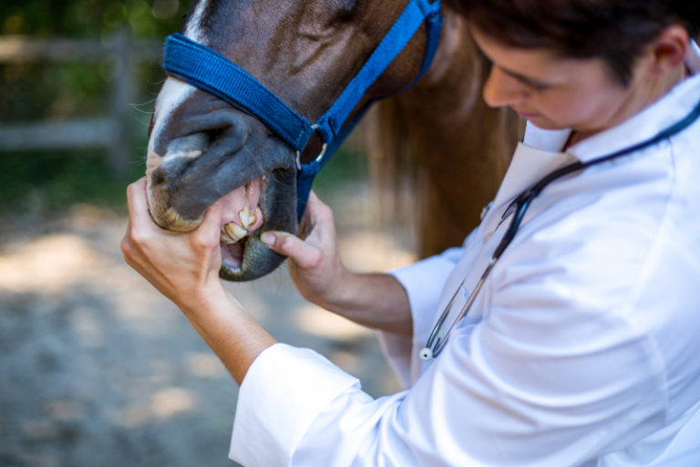 Bajsprov kan ge besked om tandstatus hos häst
