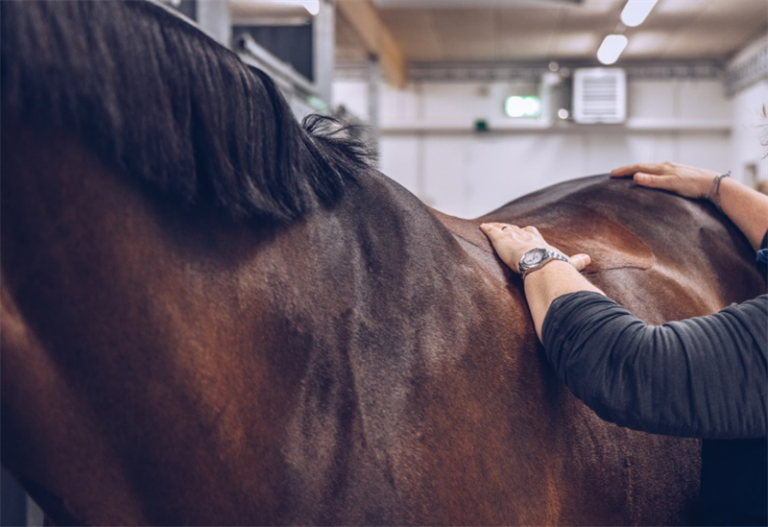 Agria satsar på rehab för hästar
