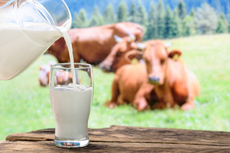 Klonad ko ger mjölk med humant insulin