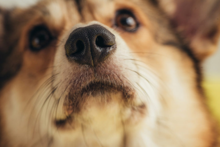 Hundnosen kan känna värmestrålning – också