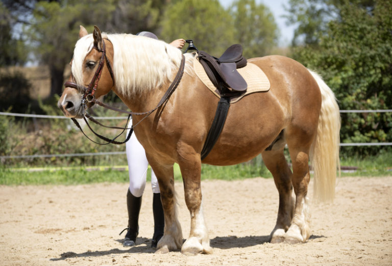 24 varningstecken som indikerar smärta hos den ridna hästen